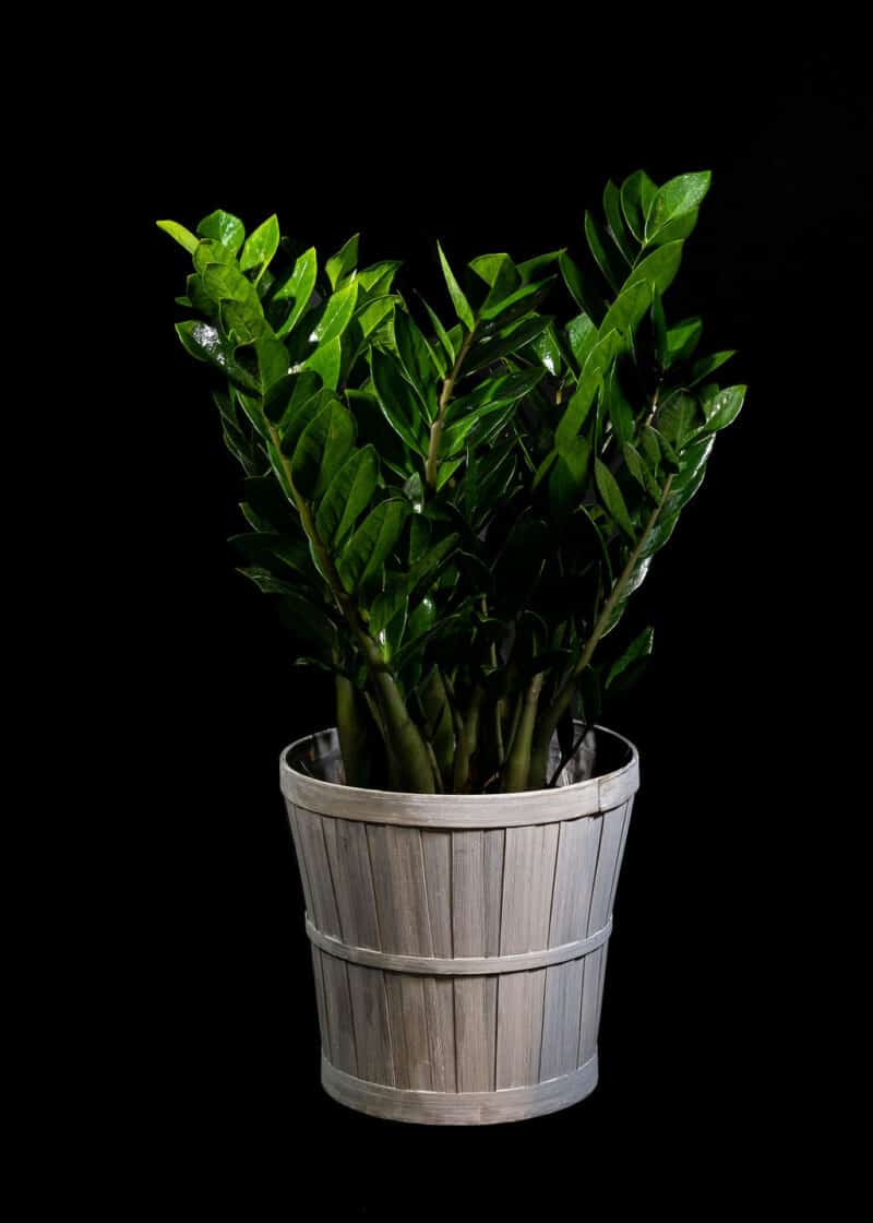 Zamioculcas Zamifolia ou la plante ZZ (facile)